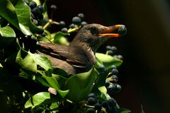 Glücksbeere