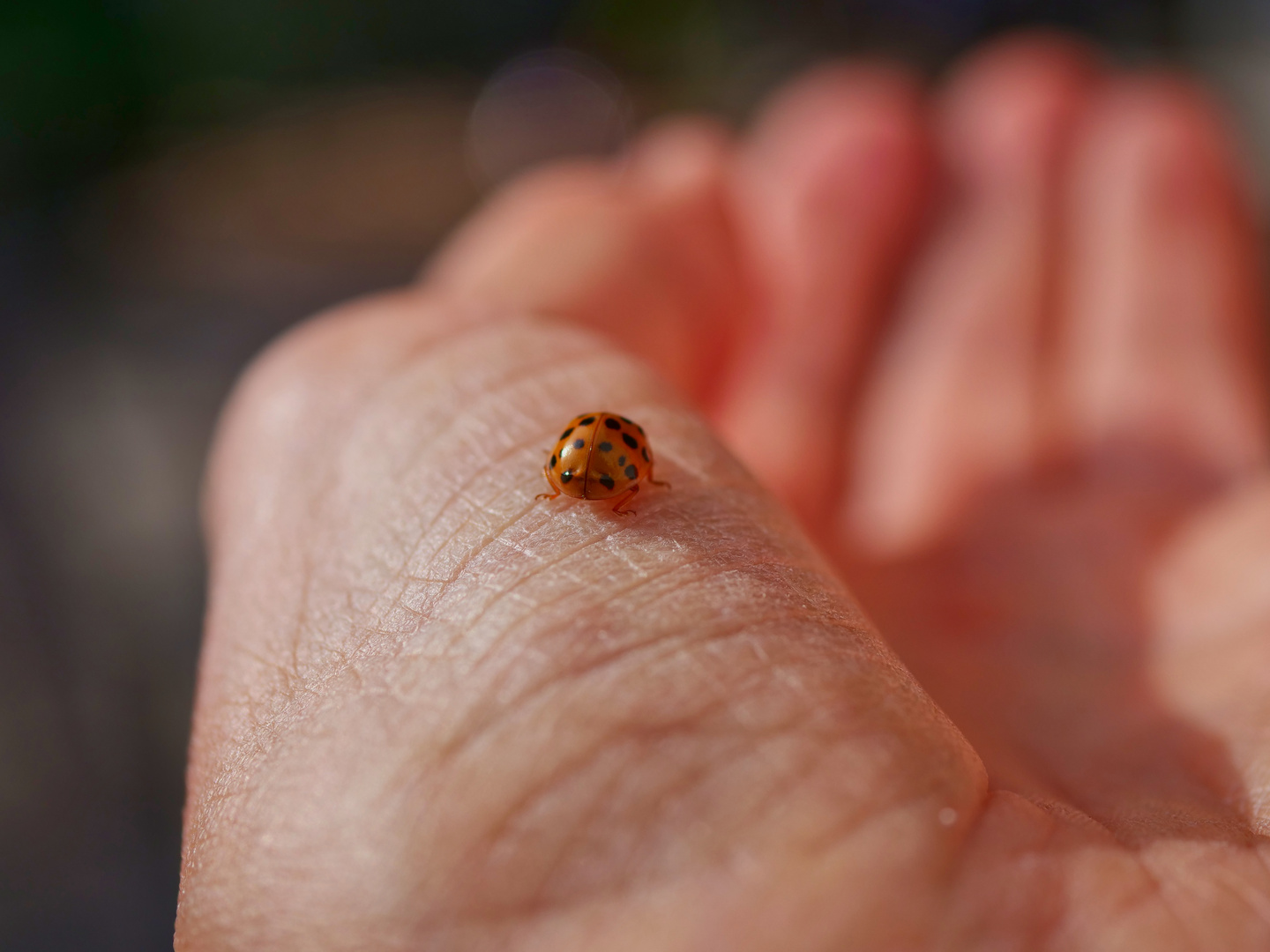 Glücksbesuch