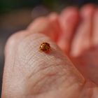 Glücksbesuch