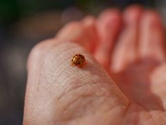 Glücksbesuch