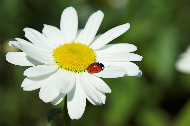 Glücksblume