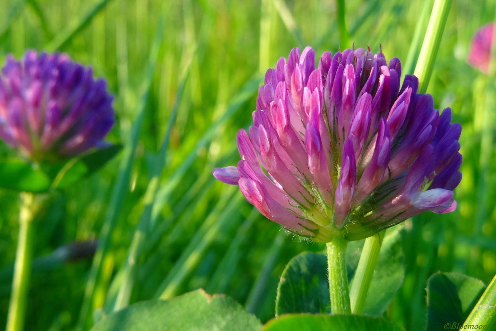 Glücksblume