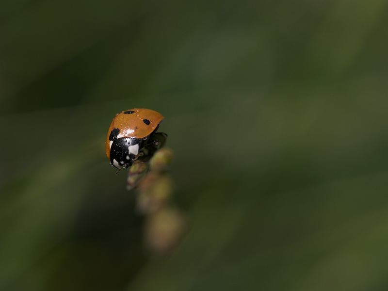 Glücksbringer am frühen Morgen