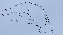 GLÜCKSBRINGER am hessischen Himmel