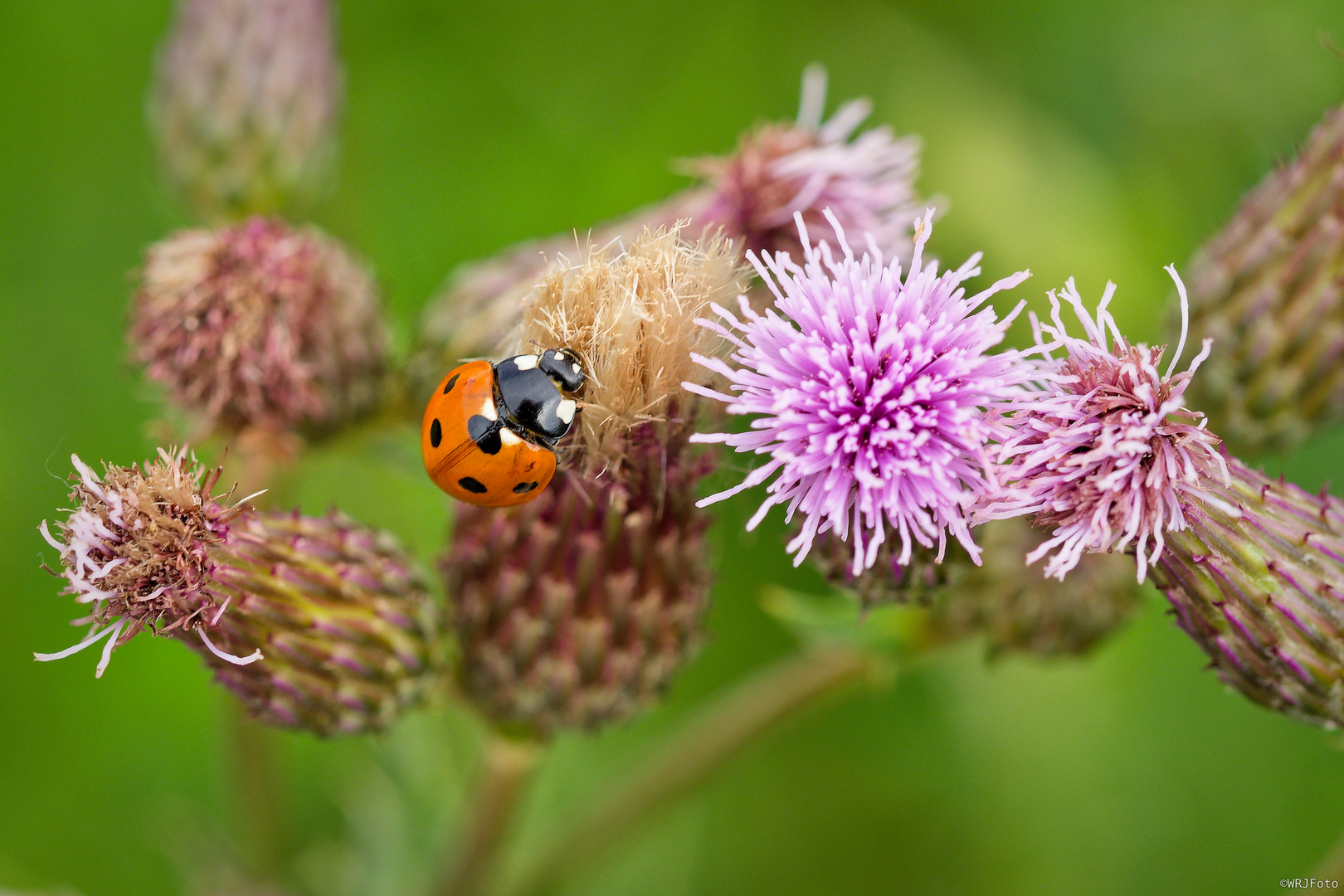 Glücksbringer auf den Distelblüten