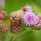 Glücksbringer auf den Distelblüten