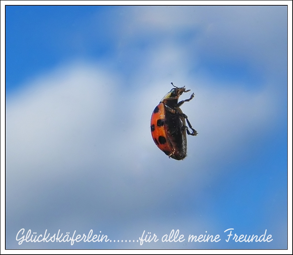 Glücksbringer fürs Wochenende