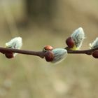 Glücksbringer im März