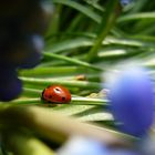 - Glücksbringer mit Cellulite -