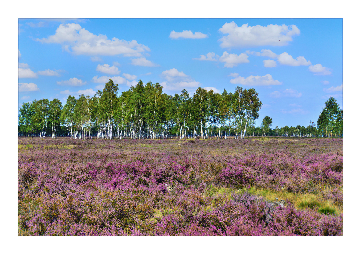 Glücksburger Heide