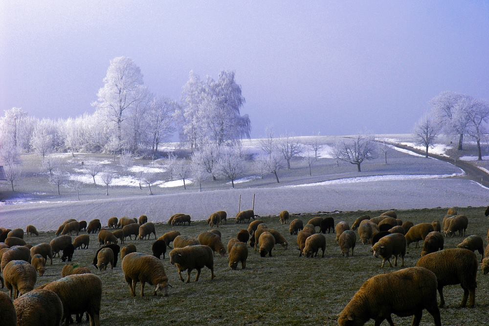 Glücksfall