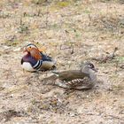 Glücksfall! Ein Pärchen Mandarinenten!