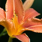 Glücksfall im Garten