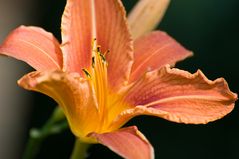 Glücksfall im Garten