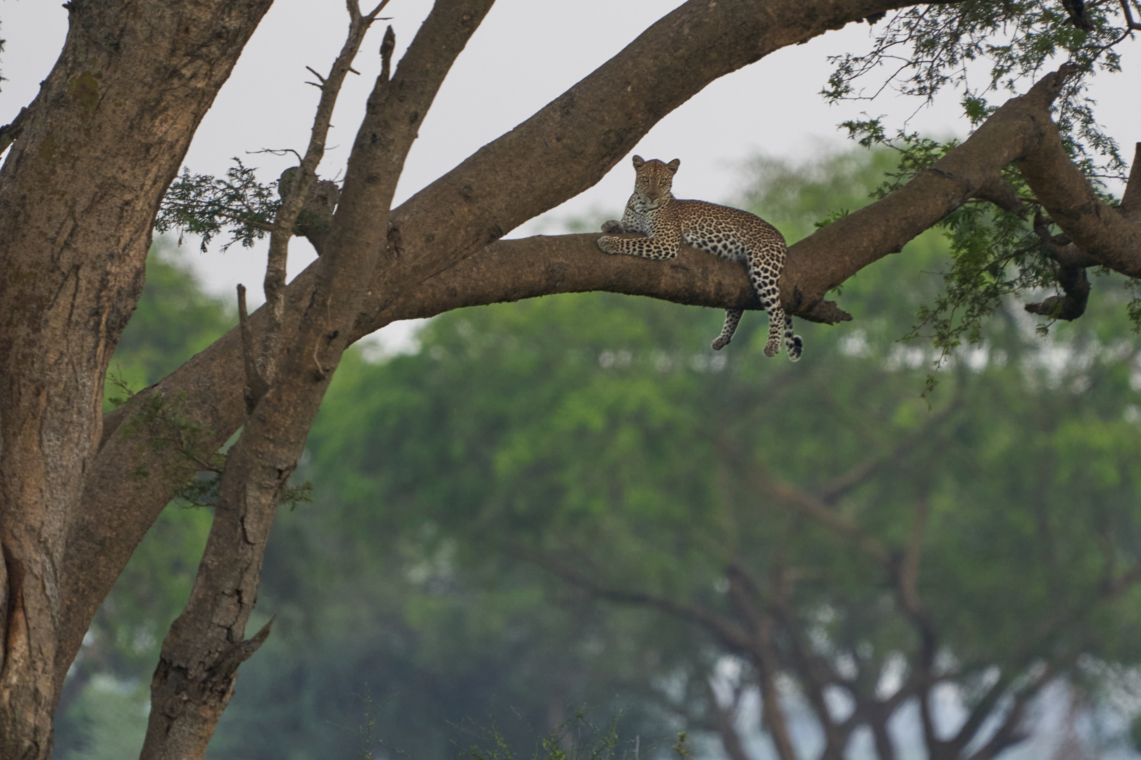 Glücksfall Leopard