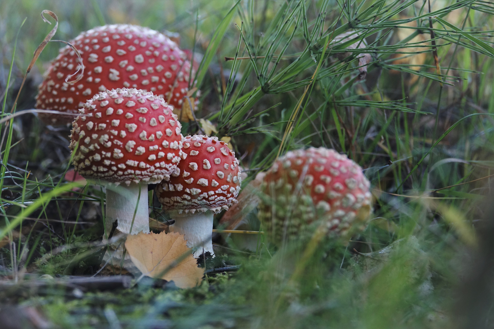 Glücksfliegenpilze