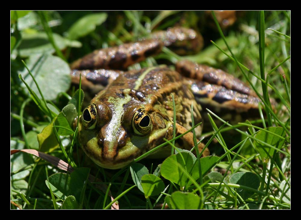 Glücksfrosch