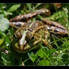 Glücksfrosch