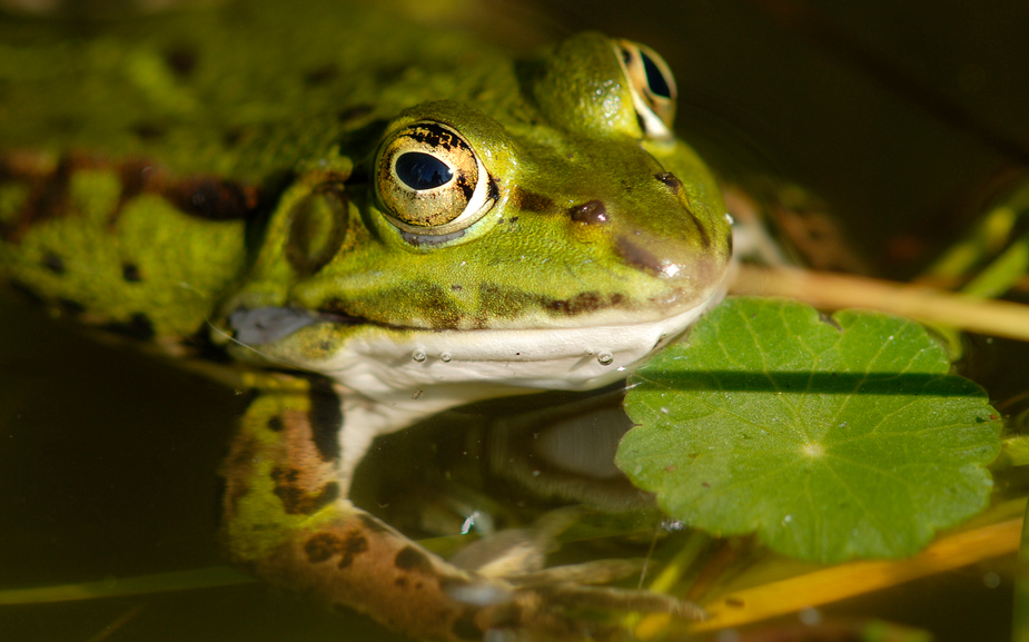 Glücksfrosch