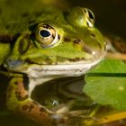 Glücksfrosch