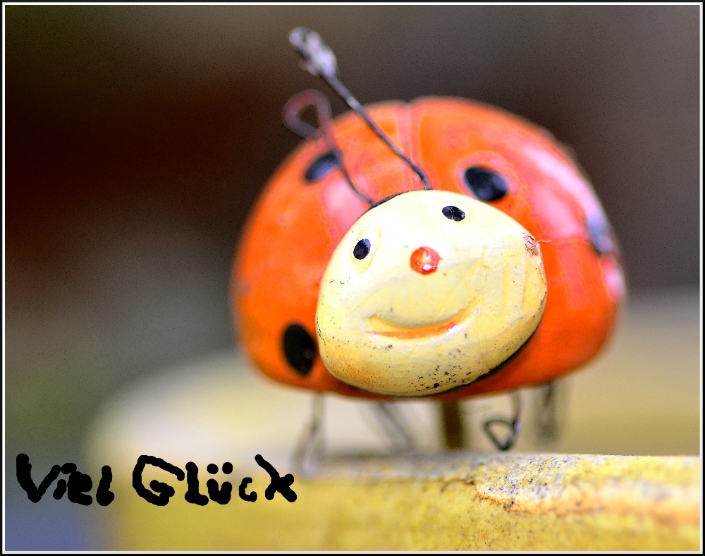 Glückskäfer Foto & Bild | motive Bilder auf fotocommunity