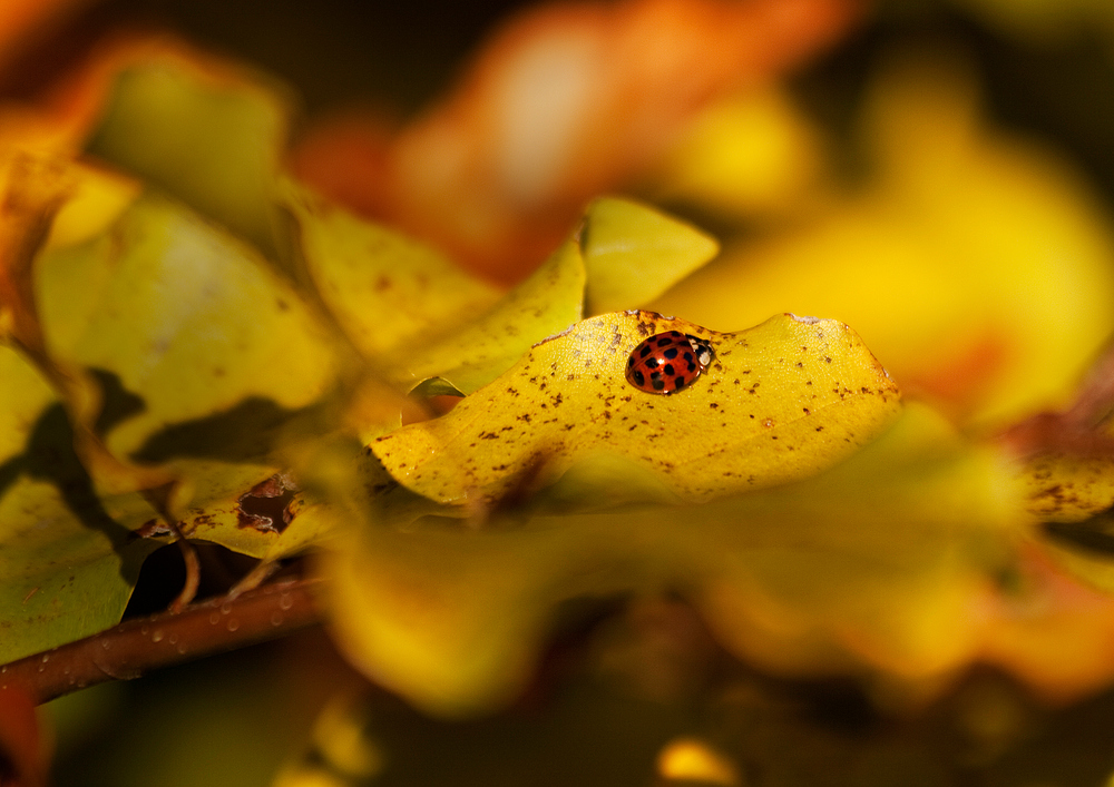 Glückskäfer im Herbst