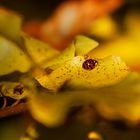 Glückskäfer im Herbst