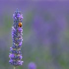 Glückskäfer im Lavendelfeld