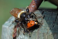 Glückskäfer im Pech... Raubfliege mit Beute - Gelbe Mordfliege -