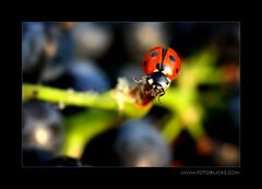 Glückskäfer im Schwarzriesling