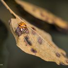 Glückskäfer in Herbstfarbe