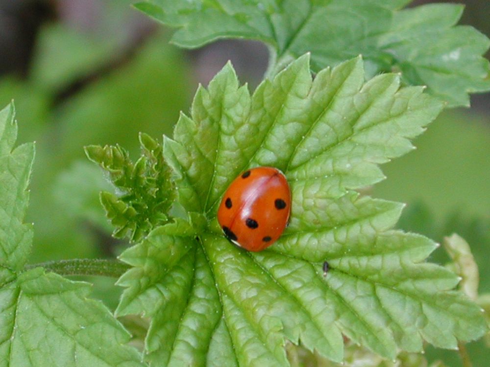 Glückskäferchen