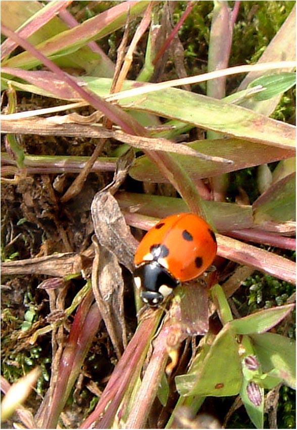 Glückskäferchen