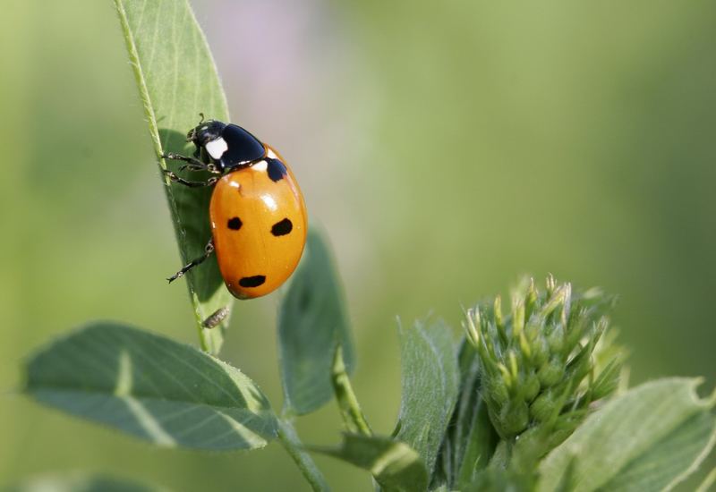 Glückskäferchen an der Abendsonne