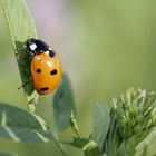 Glückskäferchen an der Abendsonne