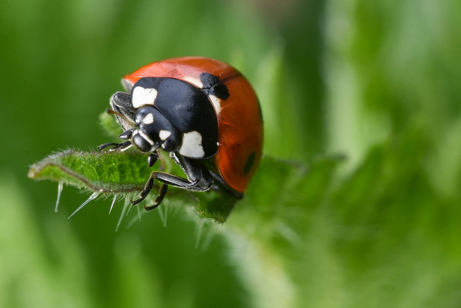 Glückskäferchen