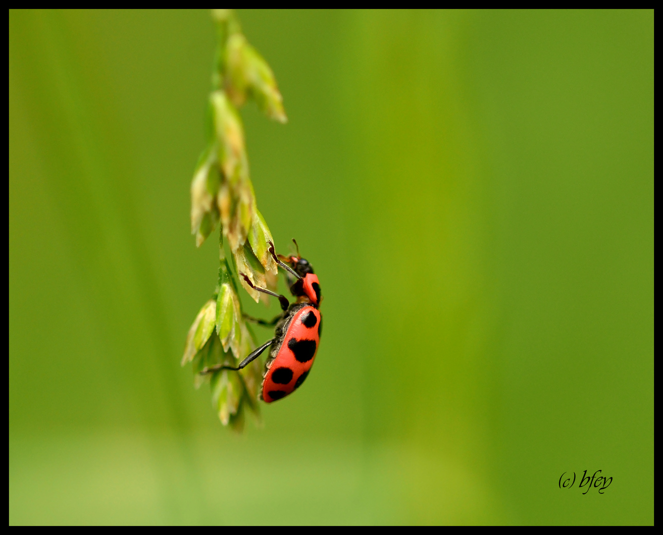 GlückskäferDSC_1654