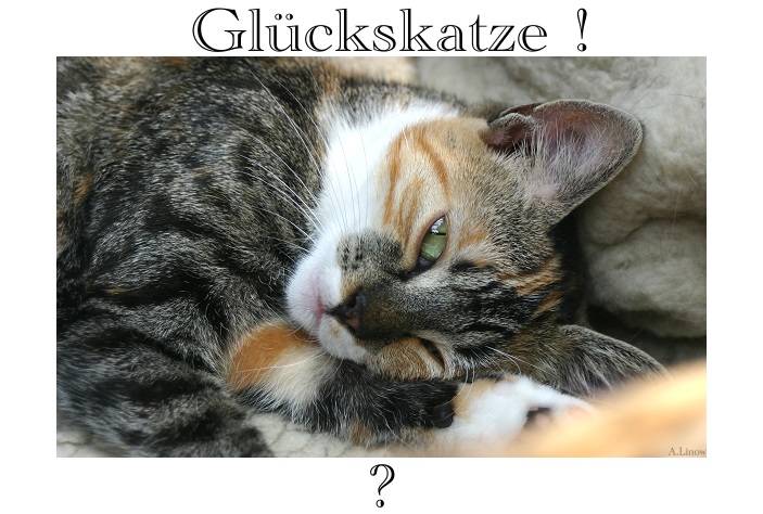 Glückskatze