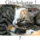 Glückskatze