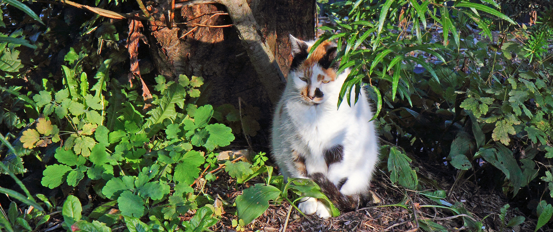 Glückskatze Mia wird schon wissen warum sie hier sitzt im Garten...