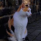 Glück.s.Katze - Ob sie sich dessen bewusst ist? ...´16 / DSCI0029.b.vw