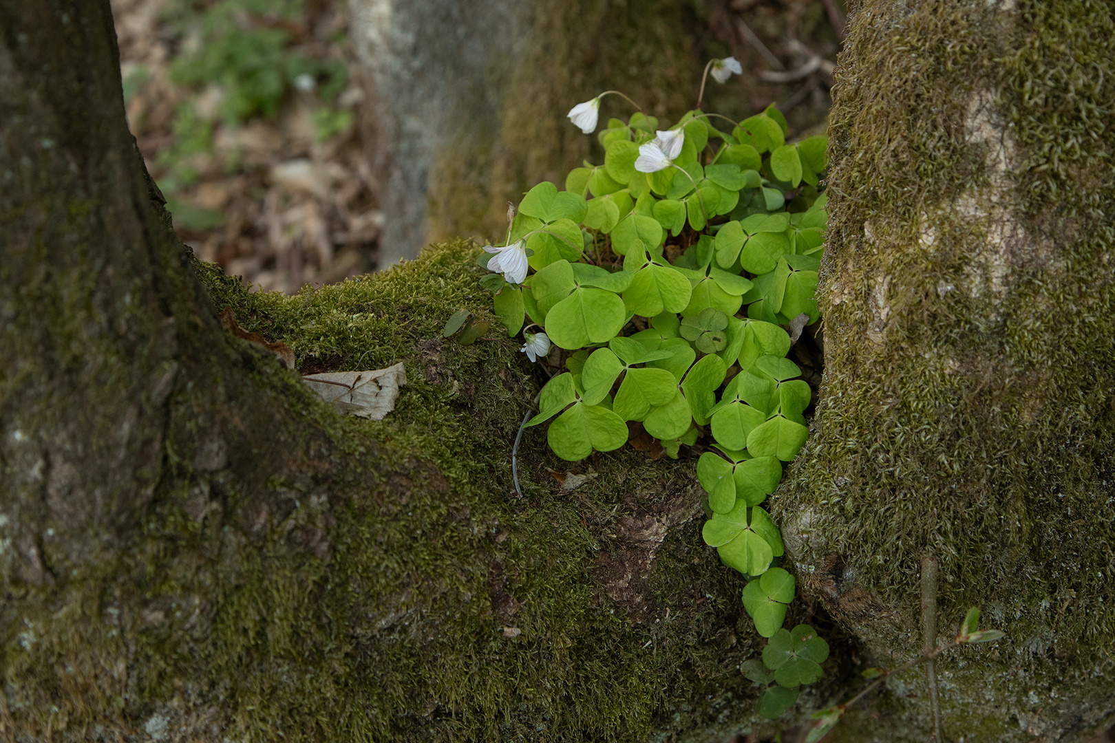 "Glücksklee"