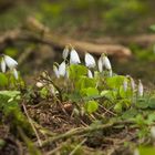 Glücksklee im Frühling