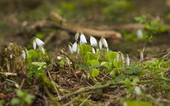 Glücksklee im Frühling