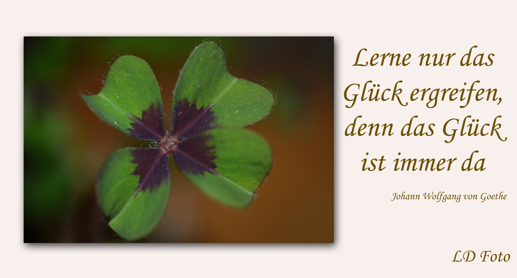 Glücksklee mit Spruch Foto & Bild pflanzen, pilze & flechten, natur