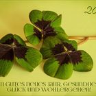 Glücksklee - Oxalis tetraphylla....