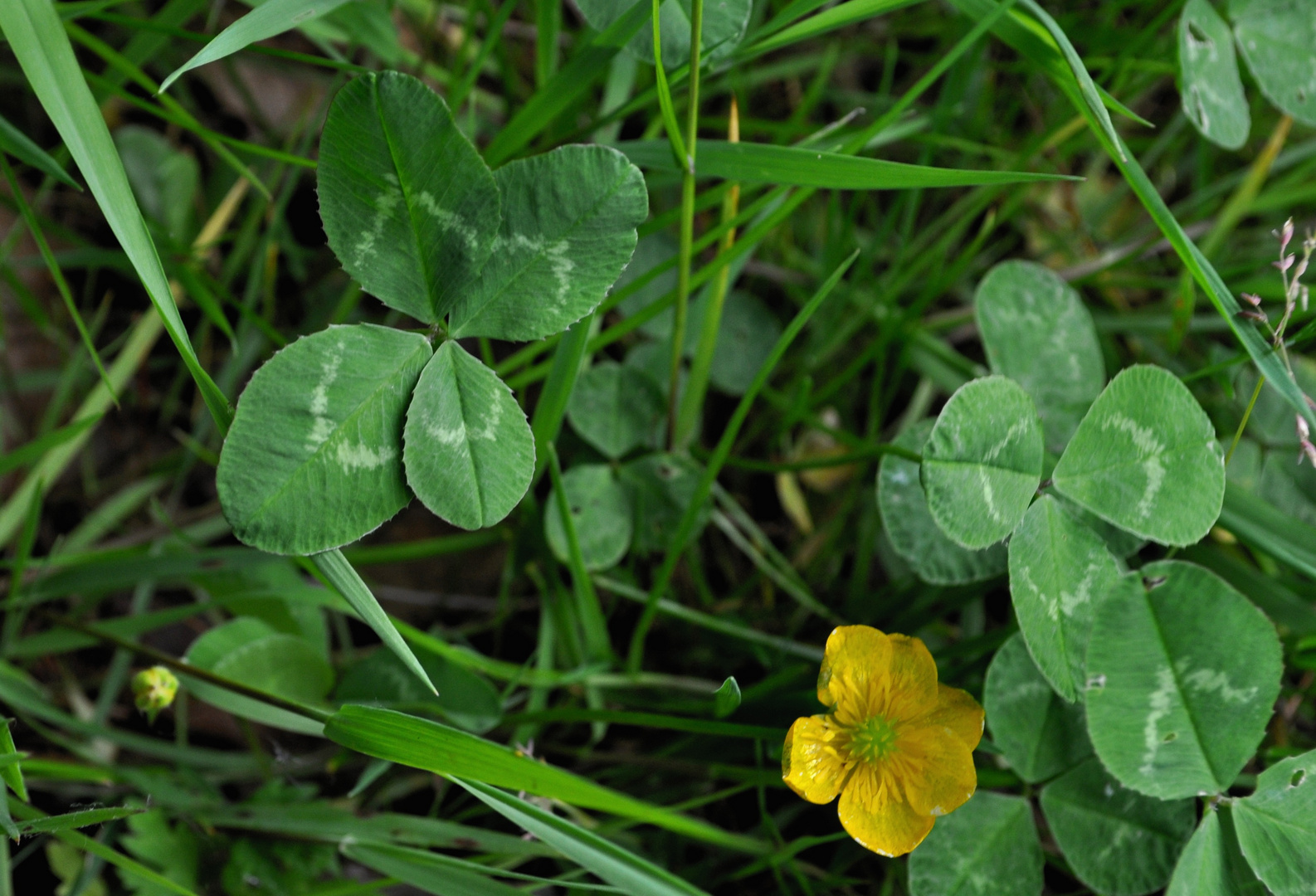 Glücksklee und Butterblümchen