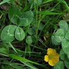 Glücksklee und Butterblümchen