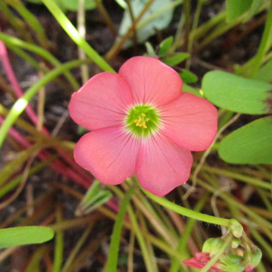 Glückskleeblüte