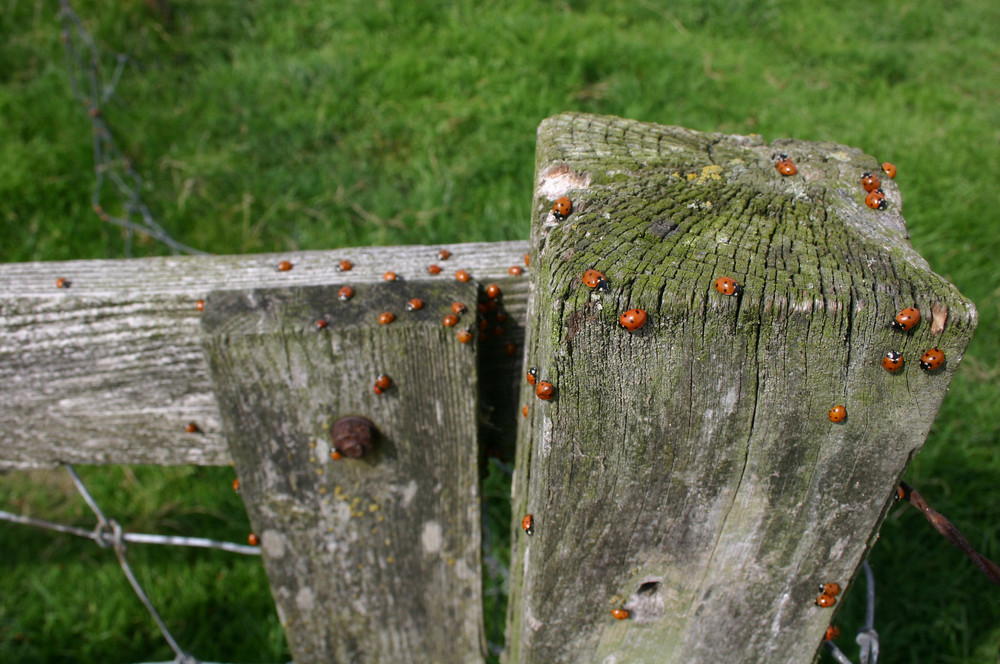 Glücksmarienkäfer Foto & Bild | tiere, wildlife, insekten Bilder auf ...